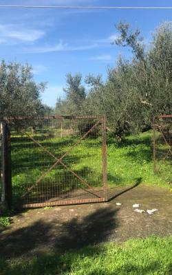 Οικόπεδο 1006 τ.μ. Σπερχογεία