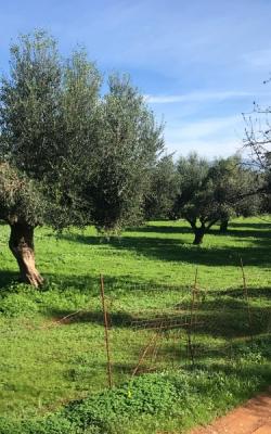 Ελαιοπερίβολο 5500 τ.μ. Στη Μεσσήνη.
