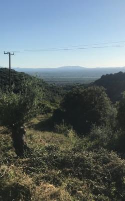 Ελαιοπερίβολο 1485 τ.μ. Θουρία