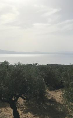 Οικόπεδο 4050 Μεγάλη Μαντίνεια.